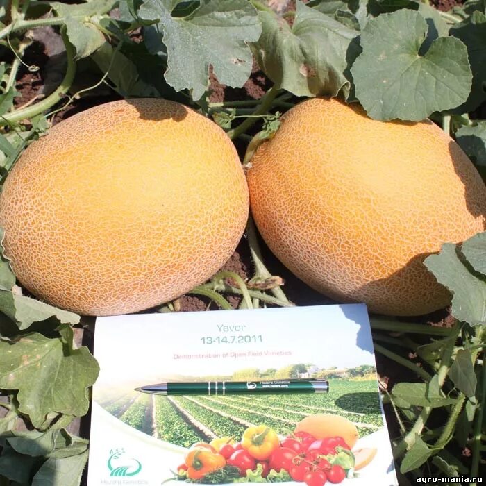 аэлита дыня услада. дыня мануэла | нево f1. дыня мануэла f1. дыня спринт f1. семена дыни мануэла.