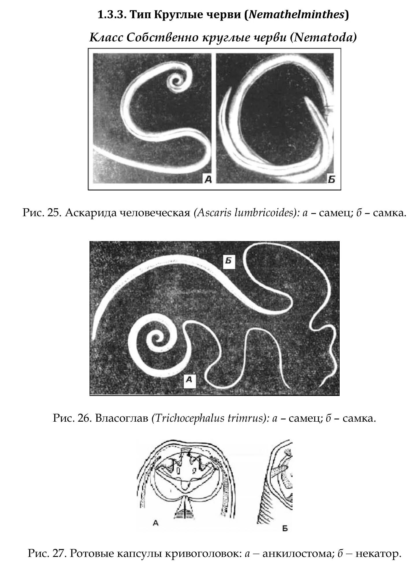 Nemathelminthes – круглые черви, класс Nematoda. Тип круглые черви – Nemathelminthes. Круглые черви ЕГЭ биологи. ЕГЭ круглые черви задания.