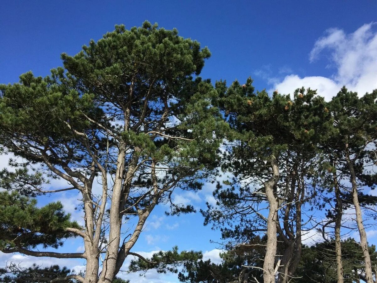 Сосна Ламберта (Pinus lambertiana). Сосна черная саммер Бриз. Сосна обыкновенная многоствольная. Сосна Ксавьер. Гудящие сосны