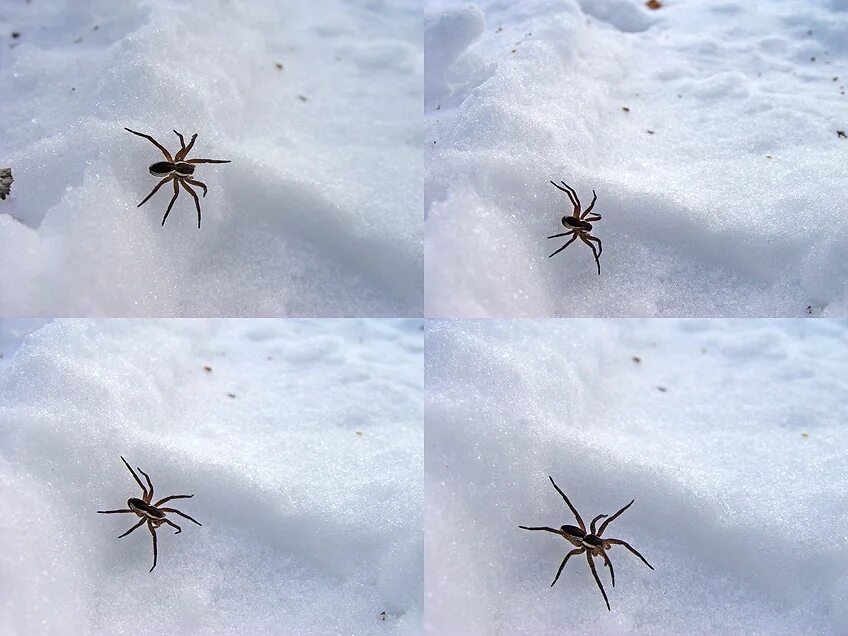паук на снегу. паук на снегу. паук на снегу зимой. паучок на снегу. паук на снегу.
