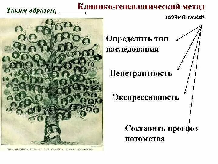 Генеалогический метод позволяет прогнозировать. Генеалогический метод. родословная генеалогический метод. генеалогический метод это в биологии. клинико-генеалогический метод.