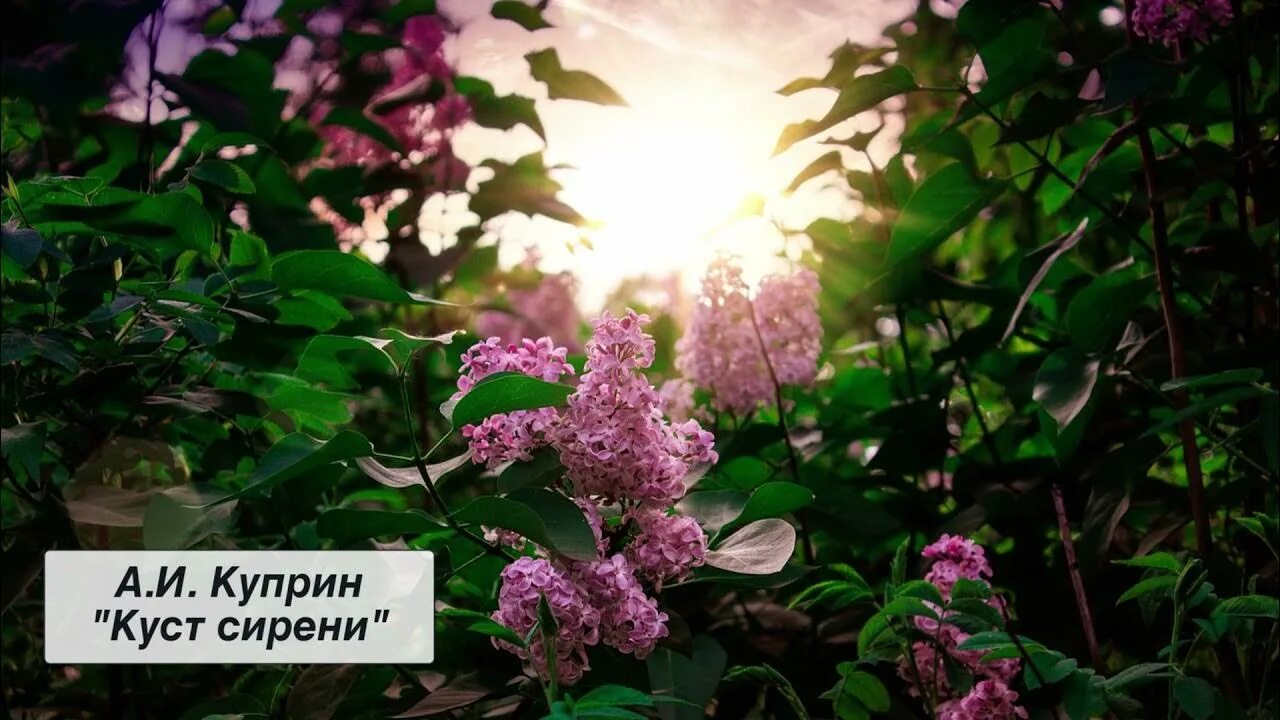 Счастье куст сирени аргументы. Куприн сирень. сиреневый куст куприн. куст сирени куприн алмазов.