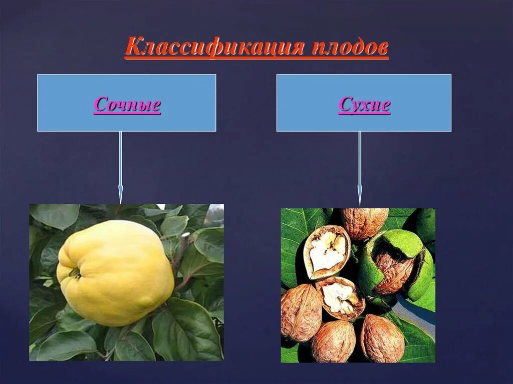 Тест ответами биология плод. Плод это в биологии. Классификация плодов. Сухие и сочные плоды. Плоды классификация плодов.