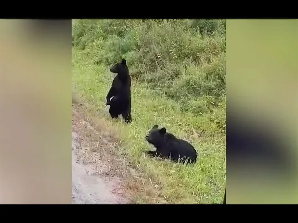 ХМАО медведи на дорогах. Ханты Мансийск медведи на дороге. Медведи в тюменских лесах.