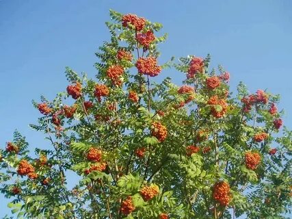 Рябина надцарство