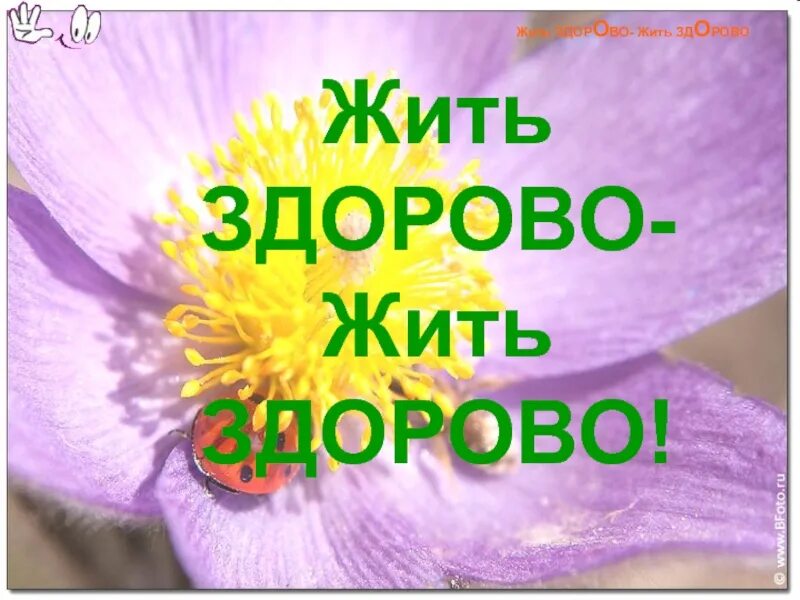 Жив здоров жив здоров видишь поль. Жить здорово картинки. Жить здорово открытки. Жить здорово доброе утро. Жить здорово надпись.