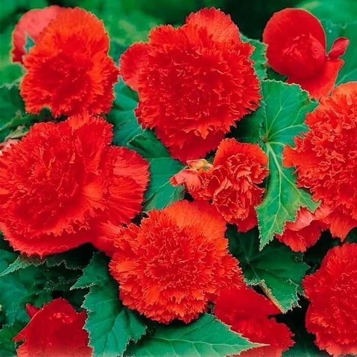 Бегония фимбриата йеллоу. Бегония бахромчатая пинк. Бегония фимбриата йеллоу. Бегония фимбриата ред. Бегония фимбриата скарлет.