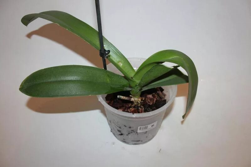 орхидея фаленопсис пожелтели листья. листья орхидей пожухли. после пересадки листья орхидеи. вянут листья у орхидеи. плесень на орхидеи фаленопсис.