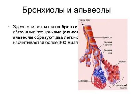 Бронхи бронхиолы альвеолы
