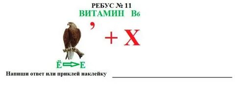Ребусы питание