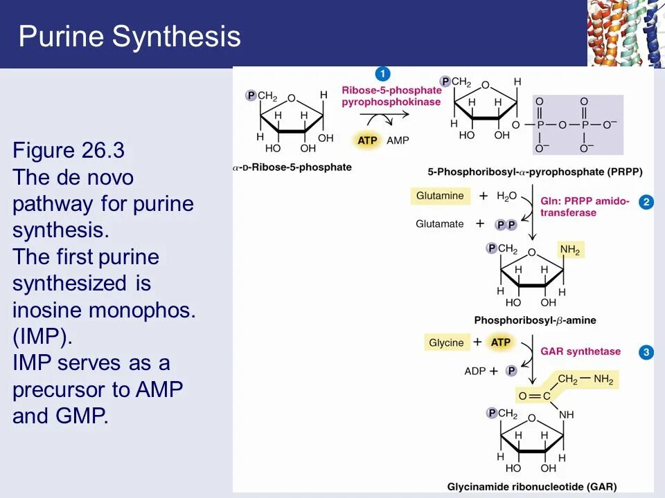 Synthesis advanced. De novo pyrimidine and purine synthesis. synthesis of purine nucleotides. синтез de novo. синтез пуринов de novo.