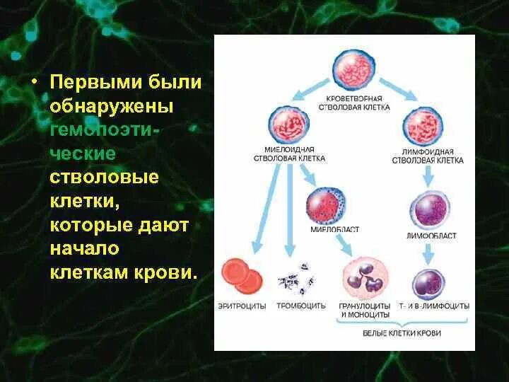 Дифференциация стволовых клеток. Дифференцировка клеток. Степень дифференцировки клеток. Дифференцировка и специализация клеток.