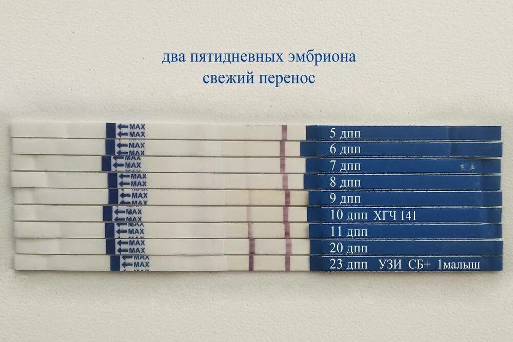 Форум пятидневок ощущения в удачном протоколе. Тесты ХГЧ по дням после переноса эмбрионов. Тесты на беременность по дням после подсадки. Тест на беременность после переноса эмбрионов 5 по дням. Тест по дням после переноса эмбрионов 5.