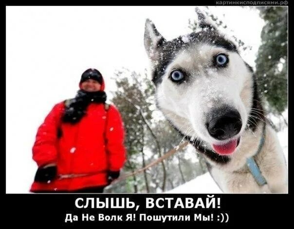Без кота и жизнь не та. Котоматрица компьютер. Демотиватор отпусти. Пародия на добермана. Глаза в кучку.