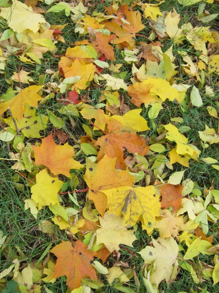 Free Images : tree, nature, plant, ground, flower, golden, soil, yellow, season,