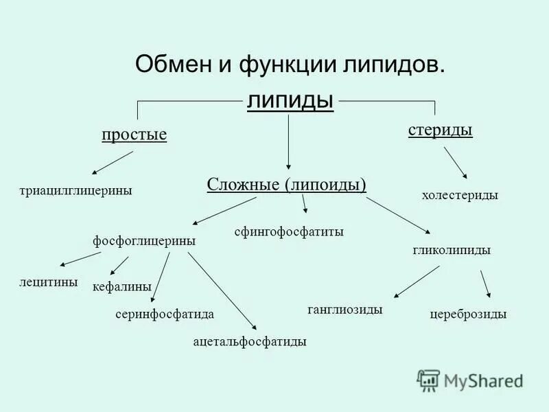 Липиды химия презентация