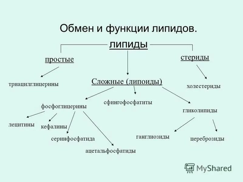 Функции обмена жиров. Классификация липидов по функциям. Липиды строение и функции. Схематическое строение липидов. Сложные липиды строение и функции.