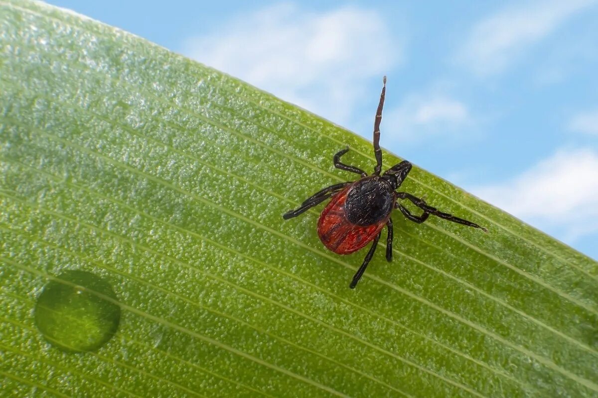 В москве есть клещи. Ixodes ricinus ареал. В москве есть клещи. В москве есть клещи. Клещи животные энцефалитные.