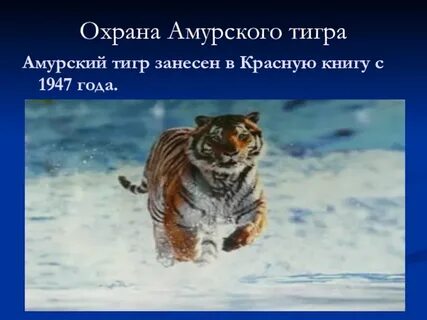 Почему амурского тигра занесли в красную книгу