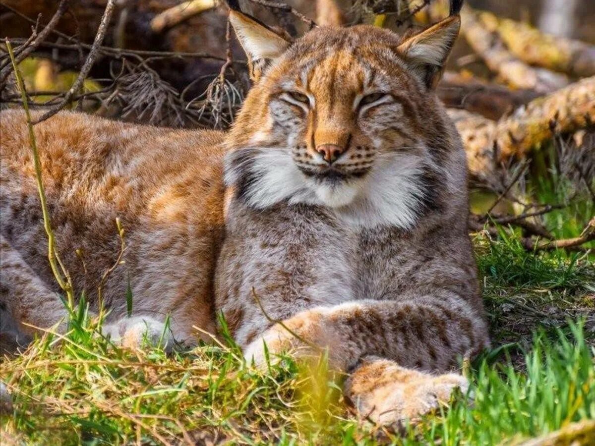 Рысь с рысятами. Lynx issiodorensis. Обыкновенная (Евразийская) Рысь. Горная Рысь. Дикую кошку рысь