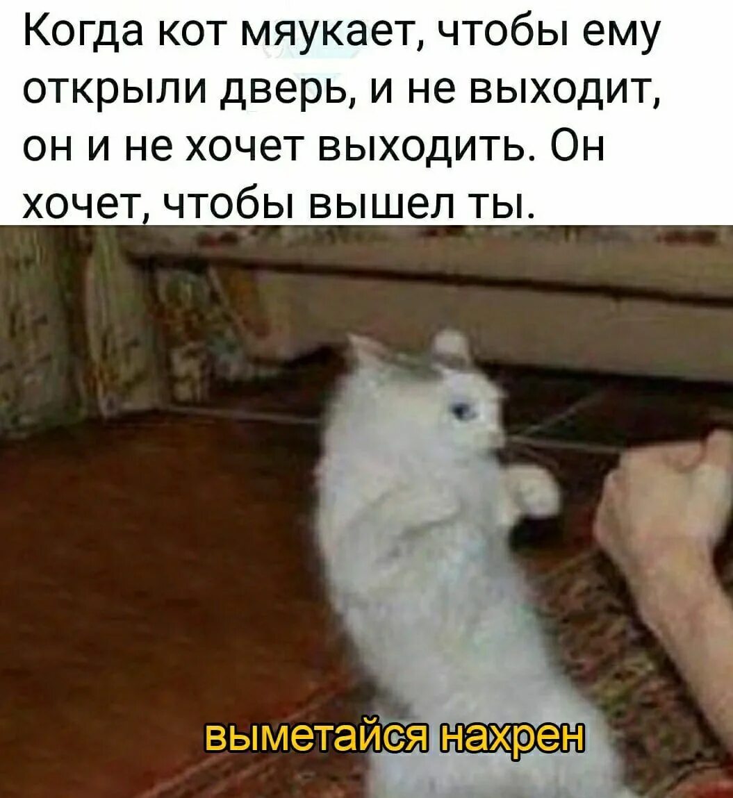 Кот не хочет выходить. Кот мяукает. Хочу кота. Котенок мяукнул. Дал дал выйдет что значит