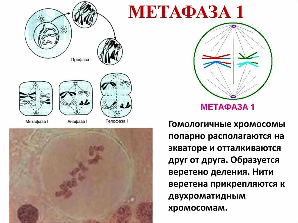 Образование веретена деления мейоза. Метафаза мейоза 2. Метафаза анафаза 1. Метафаза мейоза 1. Метафаза 1 и 2.