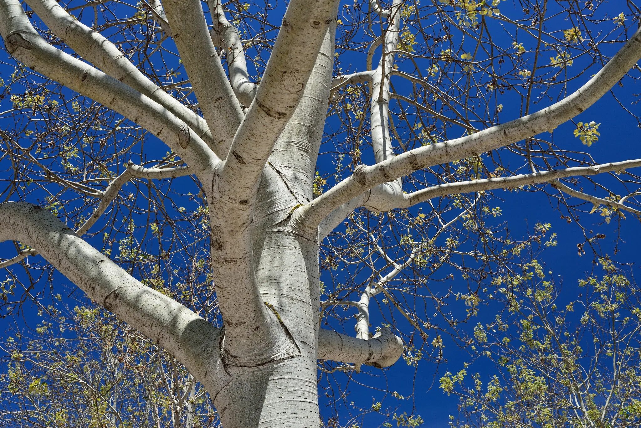 Весенний тополь. Тополь бальзамический пух. Тополь дрожащий осина. Тополь дерево пух. Осина обыкновенная (populus tremula).