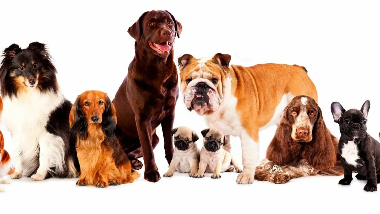 Порода собаки штраус. Много щенков. Разные собаки. Разные породы собак. Разные собаки.