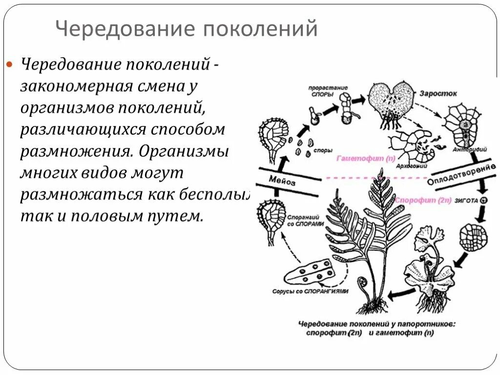 Бесполое и половое поколение растений. Чередование поколений схема. Чередование поколений это в биологии. Биология 10 класс бесполое размножение чередование поколений. Смена поколений это в биологии.