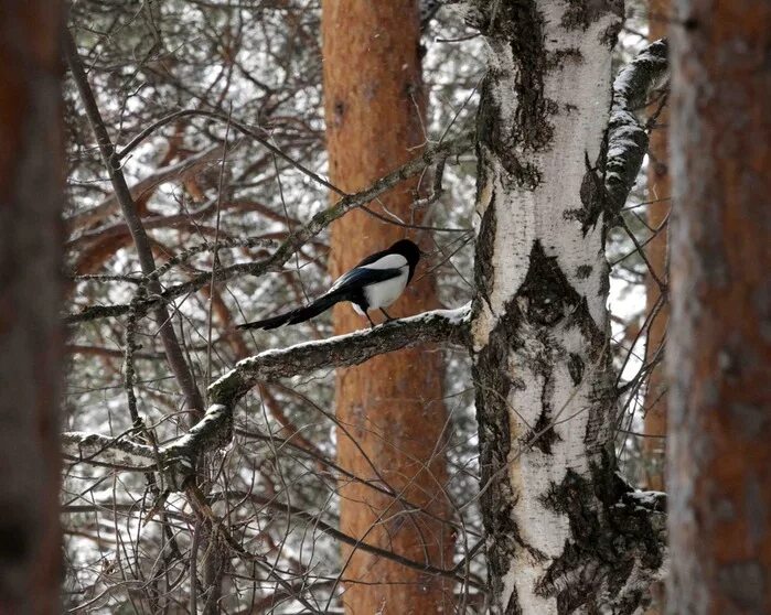 Сорока у леса на опушке. Сорока у леса на опушке. Сорока в зимнем лесу. Изба в зимнем лесу. Таежная деревня на опушке леса.