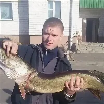 Борсук гомель