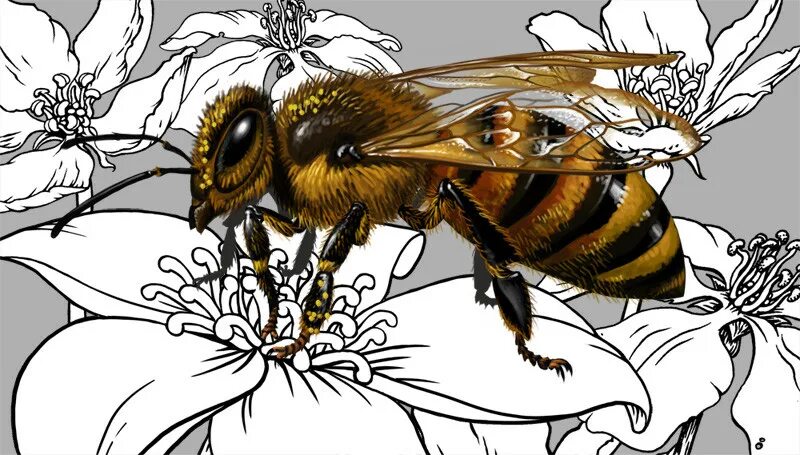 Нектар рисунок. Пчеломатка рисунок. Изображение пчелы. Пчела арт. Пчела Графика.