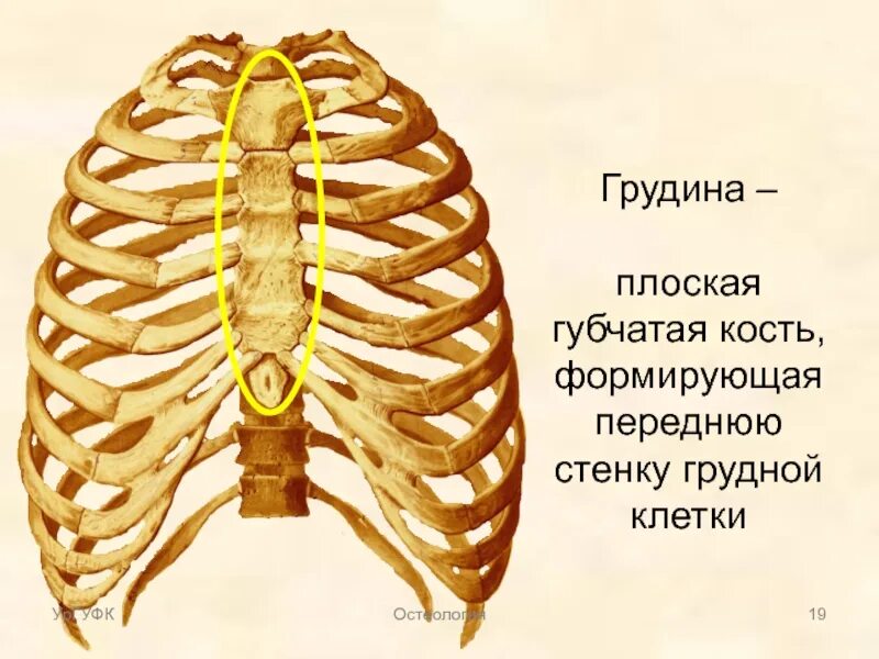 Трубчатая грудная кость. Плоские кости Грудина. Анатомия грудной клетки: Грудина. Кости Грудина человека анатомия. Губчатые кости Грудина.