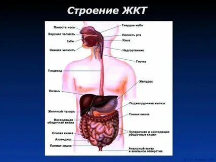 Желудок у каких червей