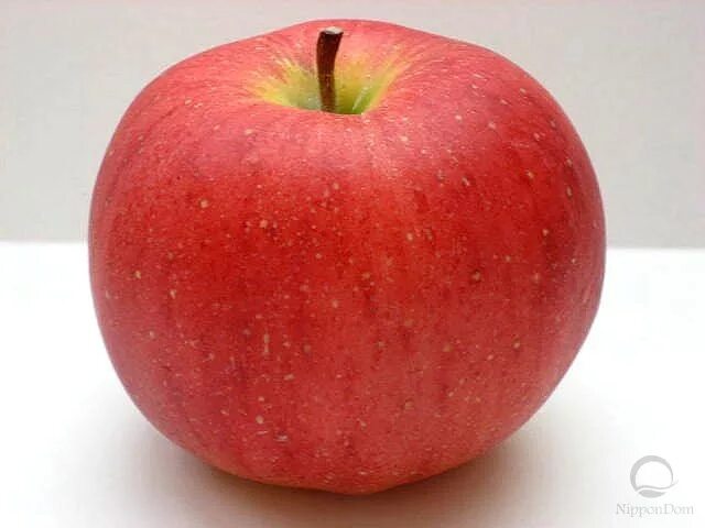 Large apple. Муляж яблоко зеленое. дерево яблоки фуджи. 00fuji apple. fuji apple италия.