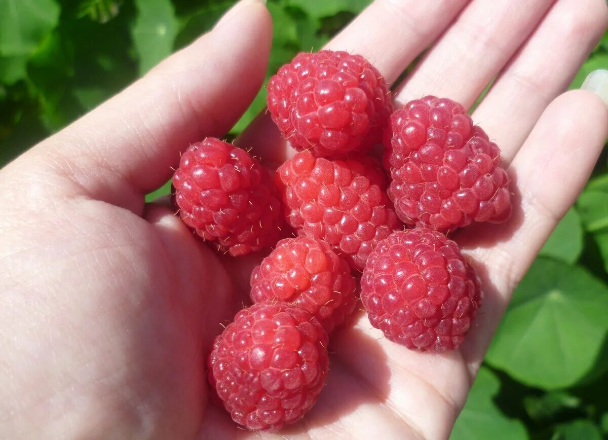 Малина rubus idaeus. Кустарники леса малинник. Живая малина. Малина лесная. Малина красная крупноплодная сенатор.