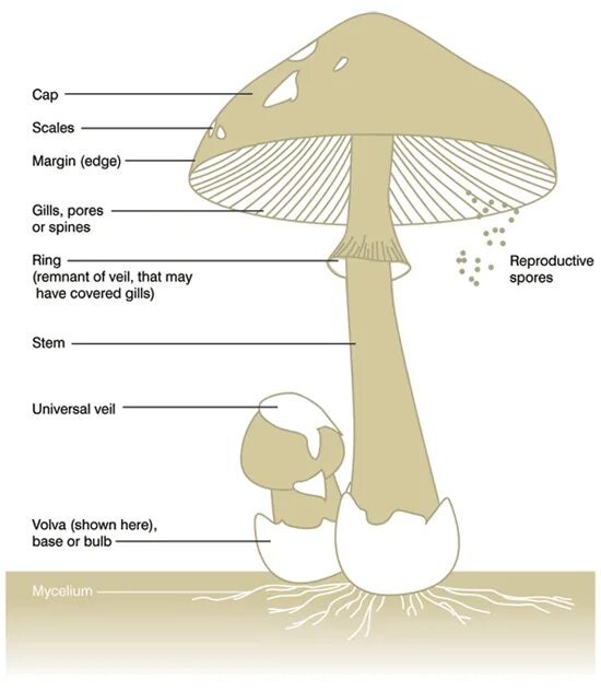 Mushroom Parts. Анатомия гриба. Mushroom structure. Гриб стрелок. Mushroom глагол