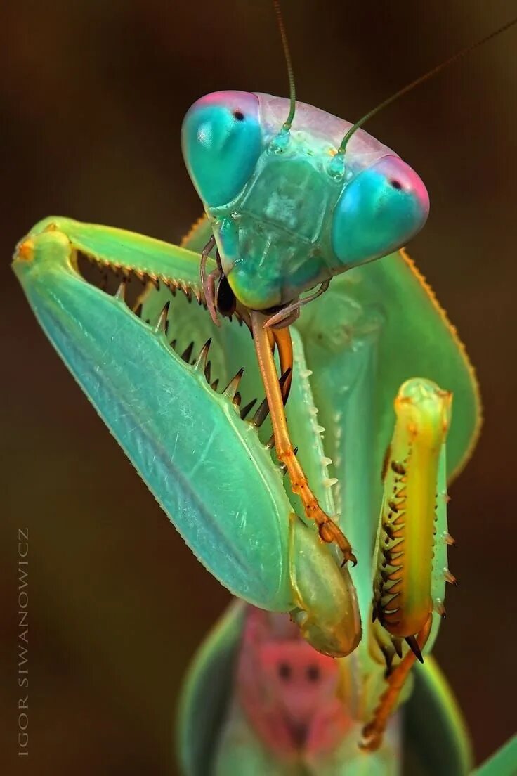 Жук богомол. Богомолы Мантис зелёный. Богомол Mantis. Малазийский орхидейный богомол. Какого цвета самка богомолов