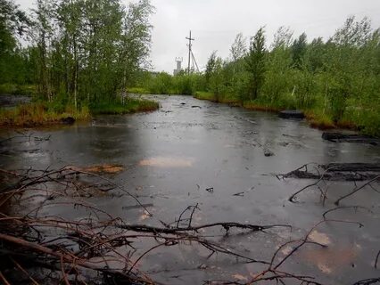 нефть лес