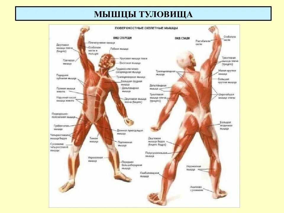 Мышцы. Мышцы тела. Название мышц.