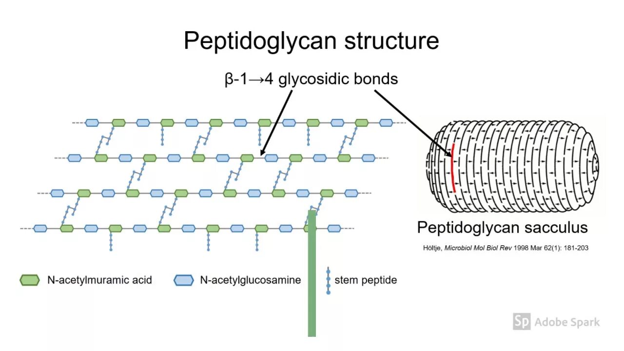 Пептидогликан клеточной стенки. Пептидогликан структура. Строение пептидогликана. Структура пептидогликана микробиология.