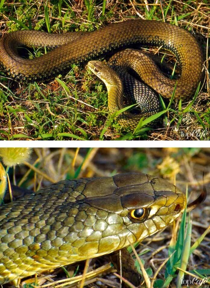 Полоз змея неядовитая. Гадюка Рузеля. Malpolon monspessulanus. Змея гадюка ядовитая.