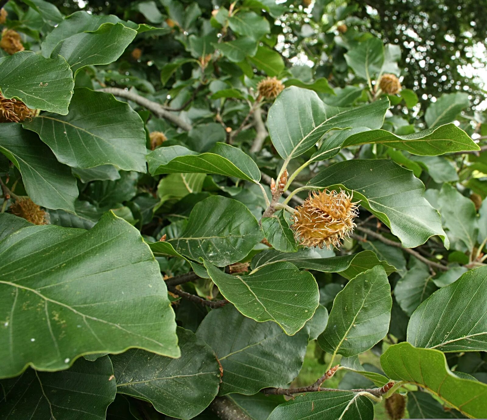 Дерево бук фото и описание. Бук Восточный – Fagus orientalis. Бук Лесной Европейский. Буковые орешки чинарики. Бук Лесной дерево.