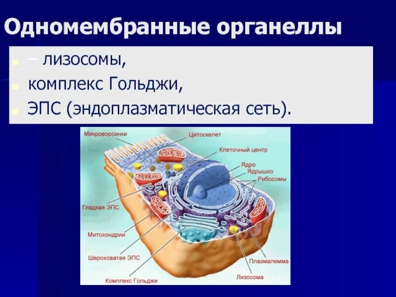 Хлоропласт комплекс гольджи ядро митохондрии. Одномембранные органеллы строение. комплекс (аппарат) гольджи (одномембранный органоид) строение функции. одномембранные органоиды строение. одномембранная структура клетки.