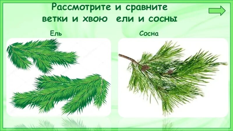 Иголки ели и сосны. Ветки ели и сосны. Хвоинки ели и сосны. Веточка ели и сосны. Рассмотрите дерево поближе и вы заметите