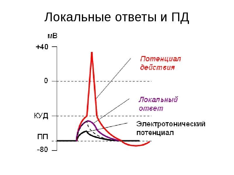 Механизм локального ответа