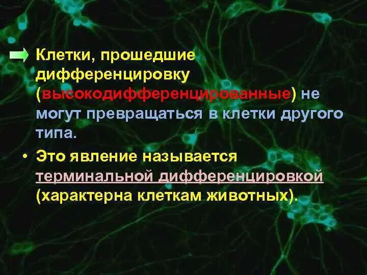 Plant cell wall. Пройти клетку. Пройти клетку. Строение животной клетки и функции ее органоидов. Цитоплазматические тяжи растительной клетки.