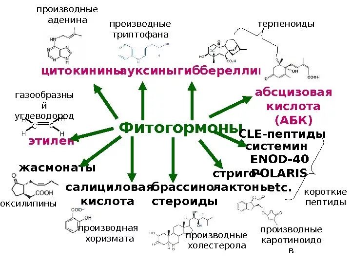 Фитогормоны действие. Фитогормоны Гиббереллины. Антраниловая кислота Синтез триптофана. Классификация гормонов растений. Гормоны производные триптофана.