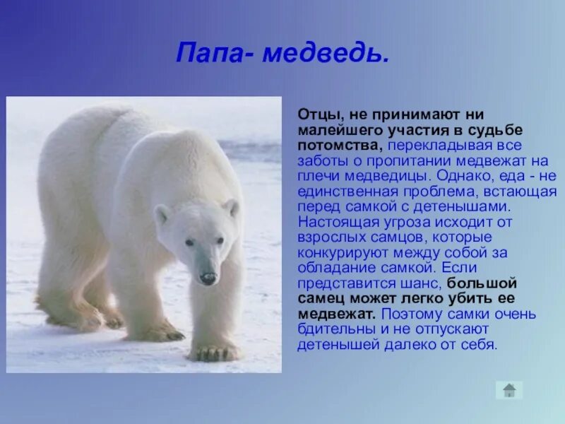 В какой среде обитает белый медведь. Доклад про белого медведя. Внешний вид белого медведя. Белый медведь презентация для детей. Сообщение о белом медведе.