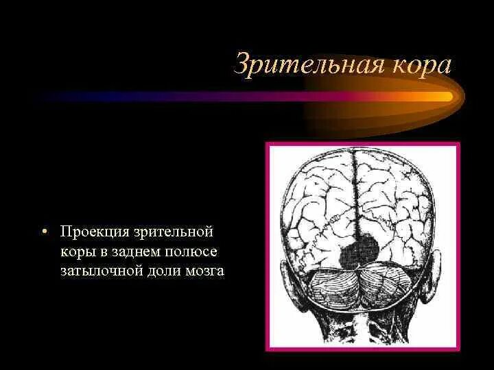Строение зрительной коры. Структуры зрительной коры. Зрение и мозг. Фмрт зрительной коры. Первичные зоны затылочной коры зрительное.